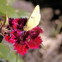Бабочка на цветке гвоздики. :: сергей 