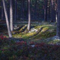 Красивый лес в солнечных лучах :: Aleksandr P.