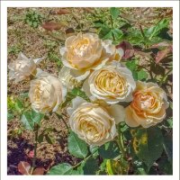 Осенние розы :: Любовь Зинченко 