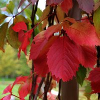 Осень — это запах фейерверка осенних листьев и красного вина. :: Tatiana Markova