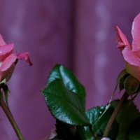 Розы из букета. :: сергей 