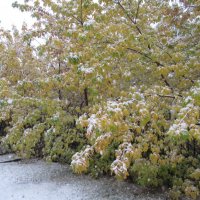 Снег на листьях. Конец сентября :: Андрей Макурин