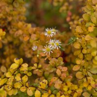 Осенние цветы :: Светлана Карнаух