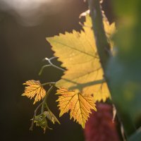 Этюд с листьями винограда :: Николай Гирш