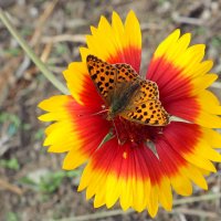 Сегодняшние бабочки на осенних цветах 4 :: Александр Прокудин