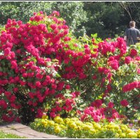 Куст роз в центре Витебска :: Любовь Зинченко 