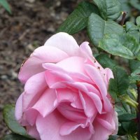 Роза Никитского ботанического сада :: Лидия Бусурина
