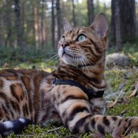 Маленький леопард в лесу :: Aleksandr P.