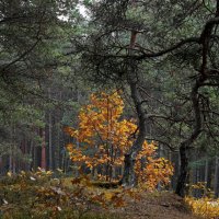 Осенний лес :: Михаил Новиков