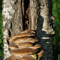 Городские грибы (5) :: Юлия Сироженко