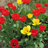 Весна, тюльпаны :: Валюша Черкасова