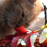 Кот и осенние листья :: Екатерина Торганская