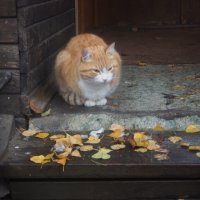 Осень. Мой кот Осип. :: Борис 