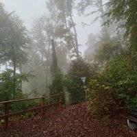 лес и туман :: Heinz Thorns