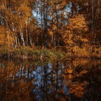 Золотая осень... :: Зинаида Манушкина