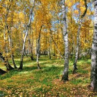 Осень в парке :: Mikhail Irtyshskiy