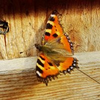 Сонцевик кропив;яний (Aglais urticae) — метелик з родини сонцевики :: Ivan Vodonos
