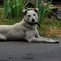 Пес :: Роман Савоцкий