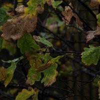 Осенние листья дуба :: Татьяна Шеффель