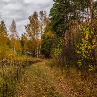 Осень в лесу :: Андрей Дворников