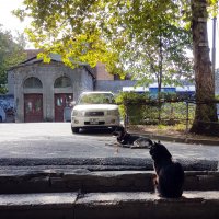 Машина, кот и собачонка :: Наталья (D.Nat@lia)