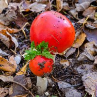 Это не помидоры с петрушкой!!! :: Валерий Пославский