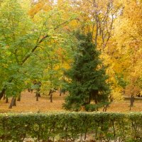 Осенние краски - зеленое с желтым :: Raduzka (Надежда Веркина)