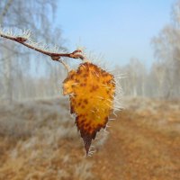 Последний. :: nadyasilyuk Вознюк