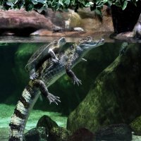 Когда едешь верхом на крокодиле...самое страшное слезть с него..!!! :: pavel.labonskiy 