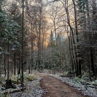 Первый снег в лесу :: Юлия Погодина