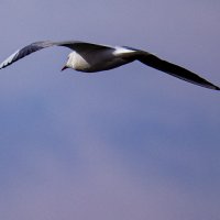 Палет чайки :: Светлана SvetNika17