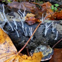Маленькие грибы :: Heinz Thorns