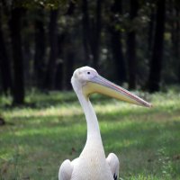 Pelikan :: Murat Altın