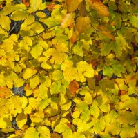 осенние листья :: Zinovi Seniak