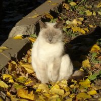 Осенний кот :: kudrni Кудрявцева