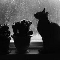 кот окно и кактус :: Лера 