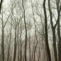 Таинственный лес :: Олег Денисов