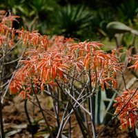 Aloe Saponaria/ Maculata Алоэ мыльное/пятнистое :: wea *