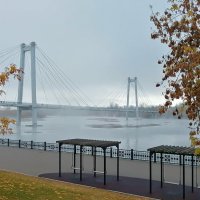 Красноярский вантовый мост в осеннем тумане :: Екатерина Торганская