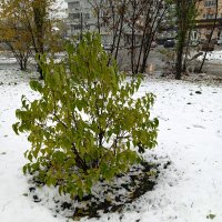 Замерзающее дерево. :: Руслан Сорочинский