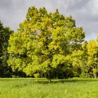 Предгрозье... :: Стальбаум Юрий 