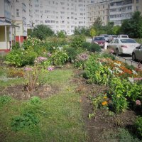 Осенний цвет. :: Владимир Драгунский