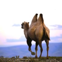 Верблюд в степи :: Танзиля Завьялова