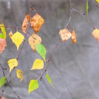 Осенняя палитра берёзовых листьев... :: Татьяна Гнездилова