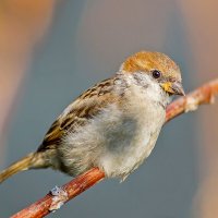 Воробейчик. :: Владимир Савельев