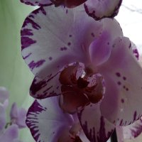 утро и орхидея! :: Anna-Sabina Anna-Sabina