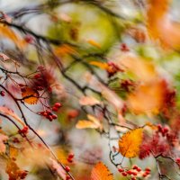 осень в свеой красе :: Александр Леонов
