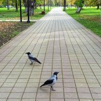 Фотосессия для ворон...Встреча в парке.. :: tatyana 
