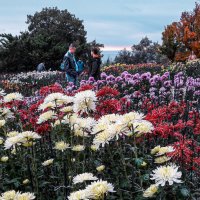 Выставка хризантем в Никитском ботаническом саду :: Варвара 