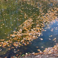 Осенняя река :: Ната Волга